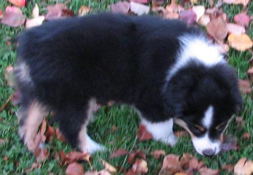 Ruger
