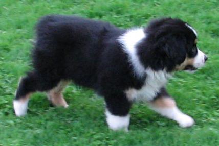 Ruger