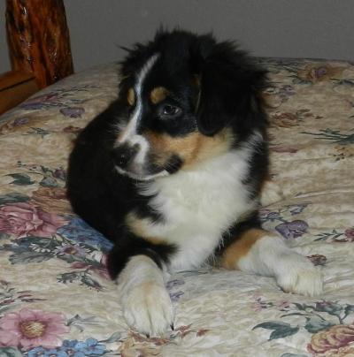 Ruger