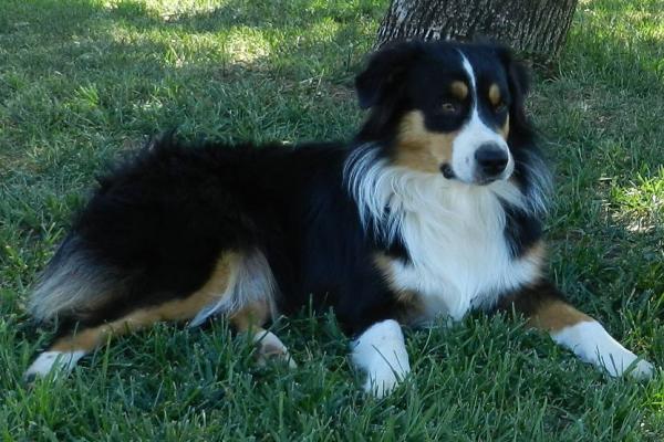 Ruger