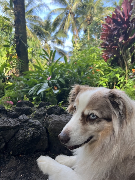 Java Bear