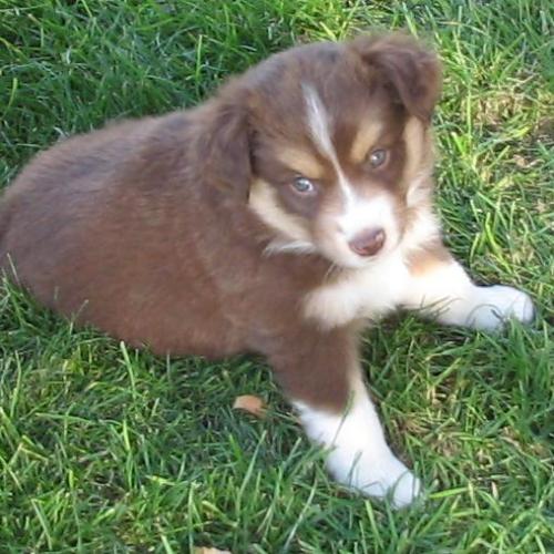 Rosie