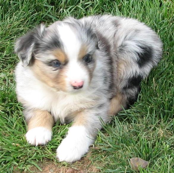 Rocky