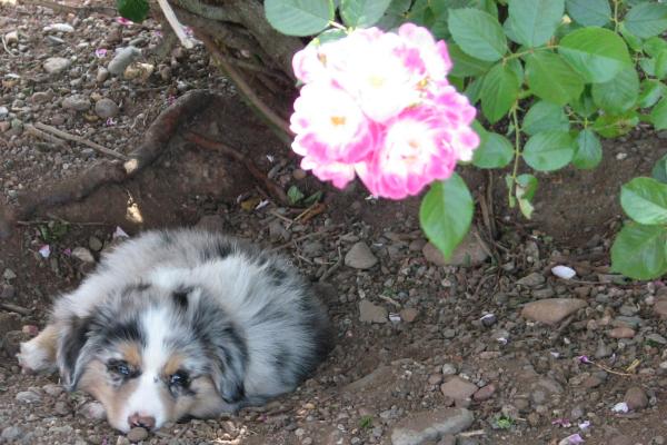 Rocky