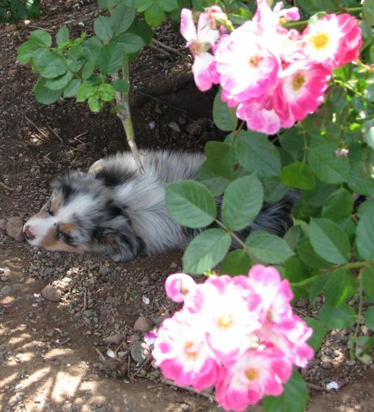 Rocky
