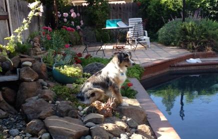 Rocky