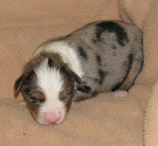 Cooper