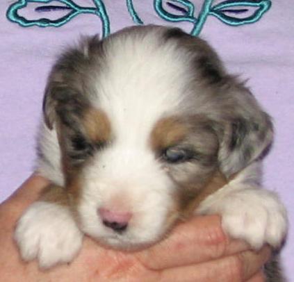 Cooper
