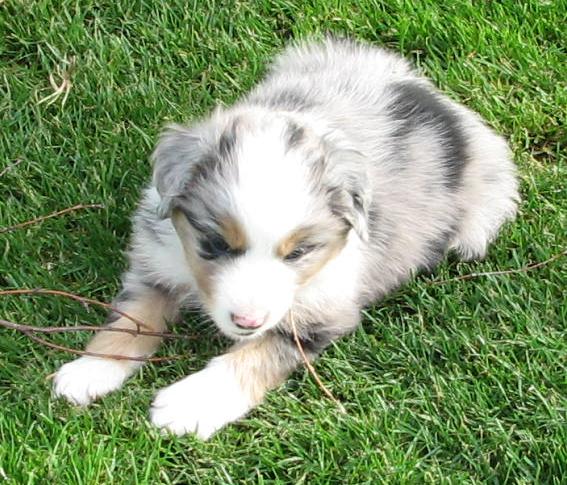 Cooper