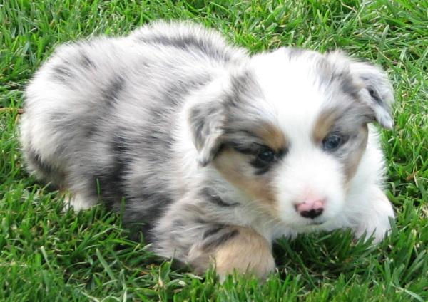 Cooper