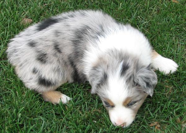 Cooper