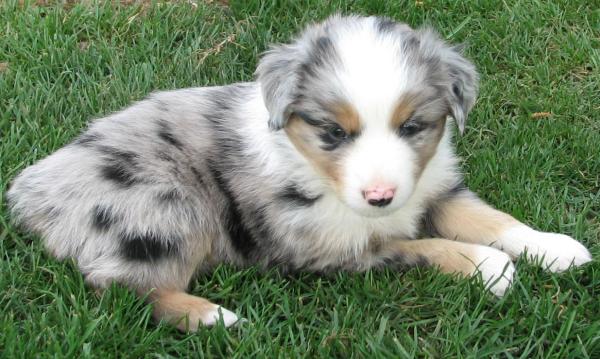 Cooper