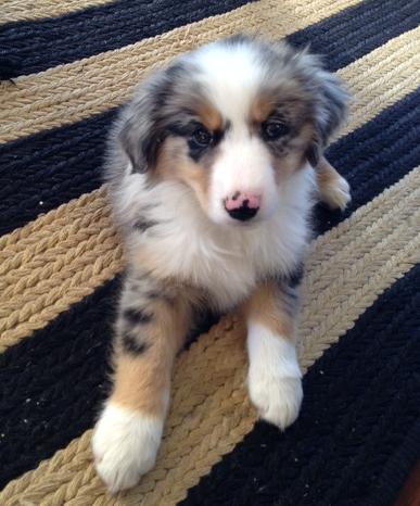 Cooper