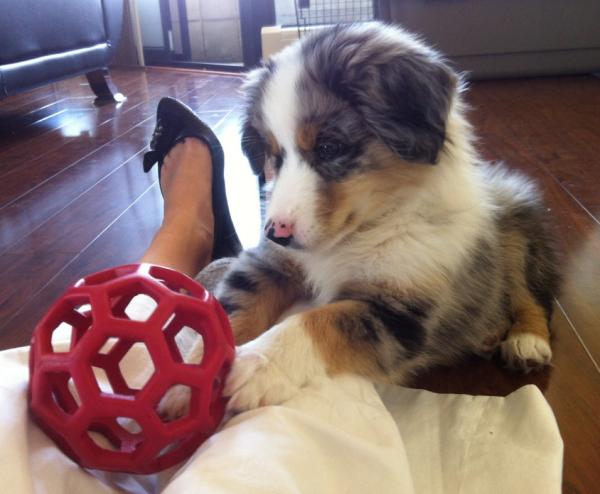 Cooper