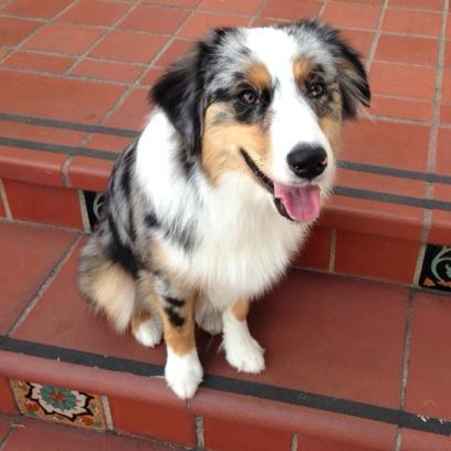 Cooper