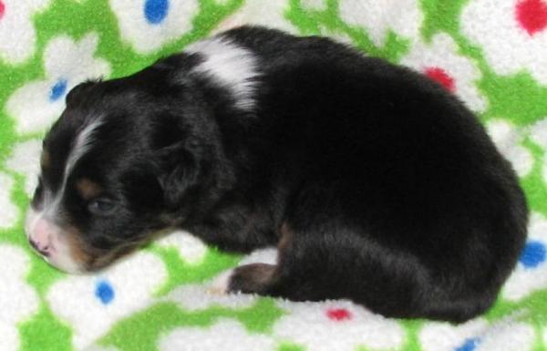 Dixie