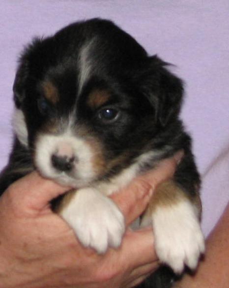 Dixie
