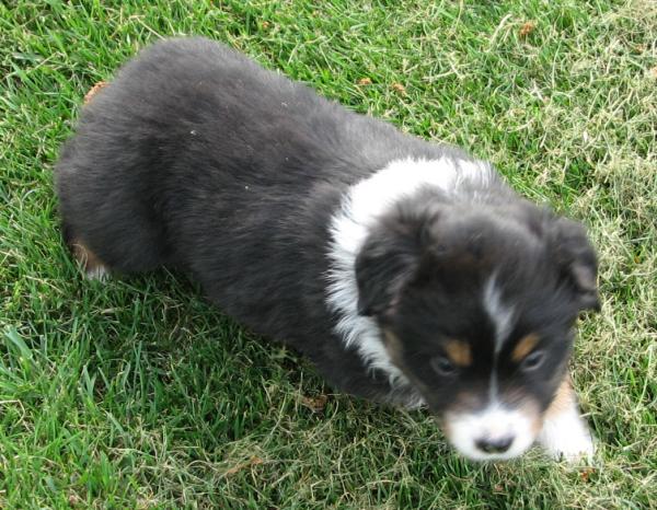 Dixie