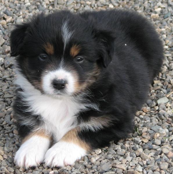 Dixie