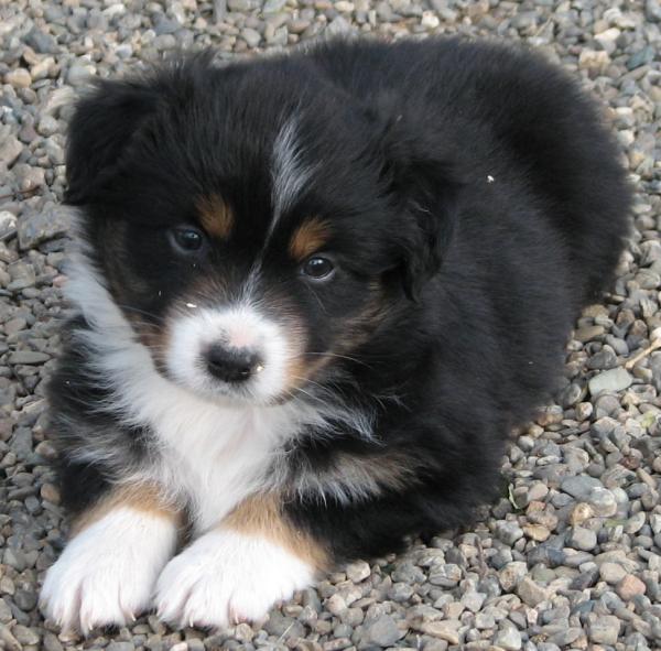 Dixie