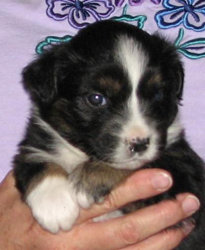 Nellie