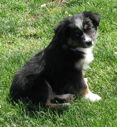 Nellie