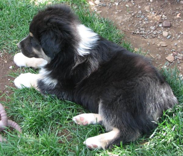 Buster