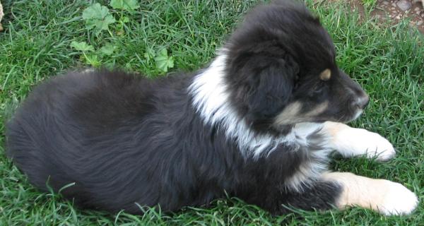 Buster