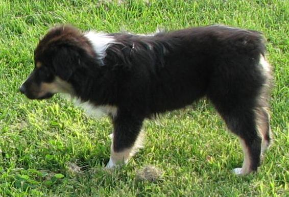 Buster
