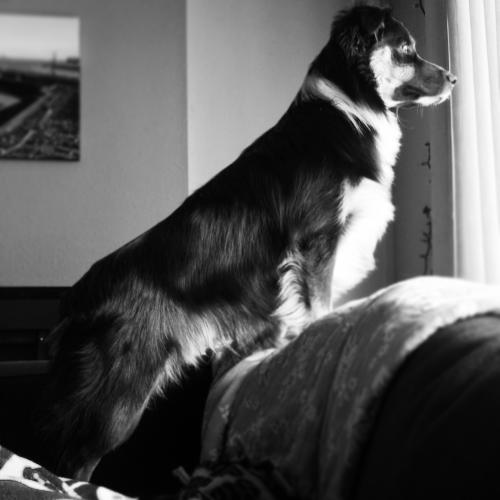 Buster