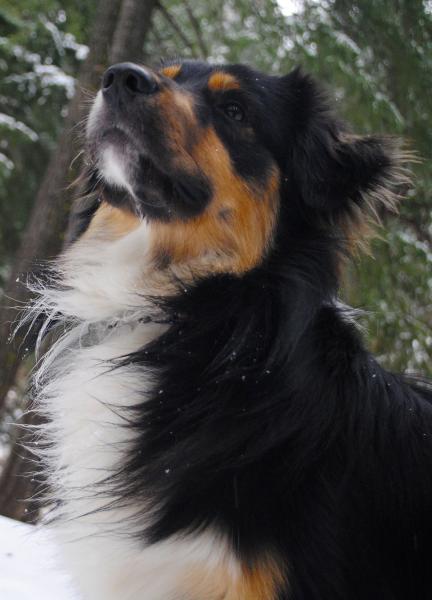 Buster