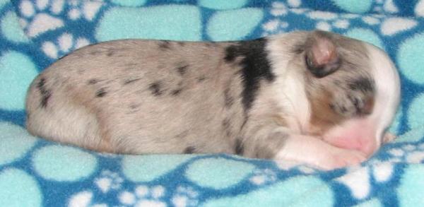 Roxy
