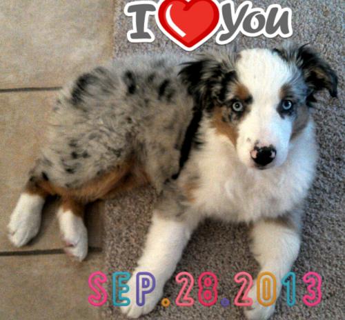 Roxy