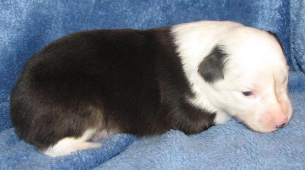 Tucker