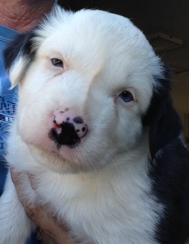 Tucker