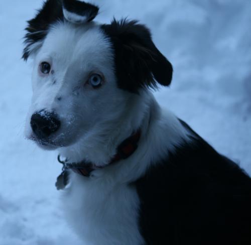 Tucker