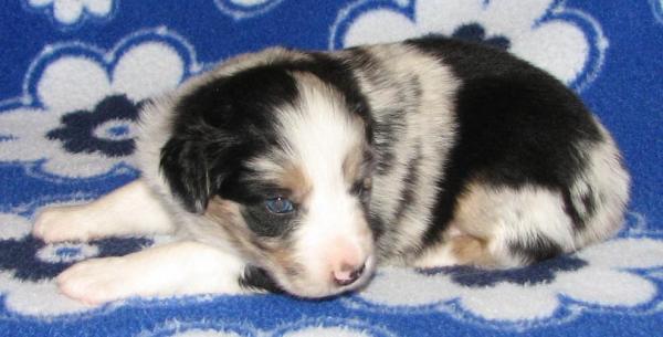 Jax