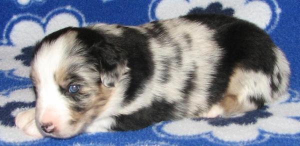 Jax