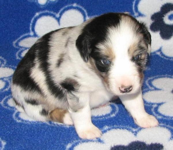 Jax