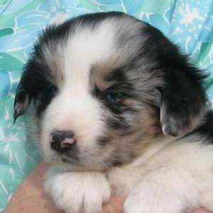 Jax