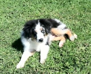 Jax