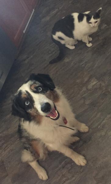 Jasper