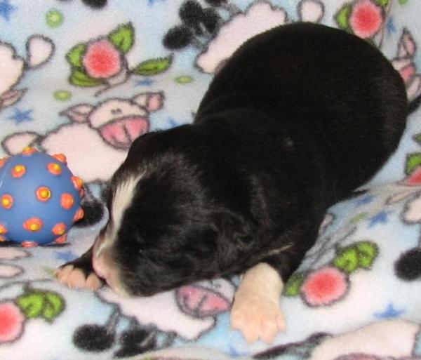 Duke