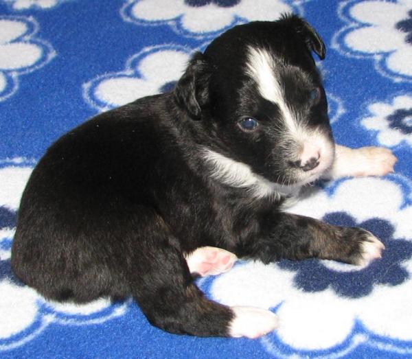 Duke