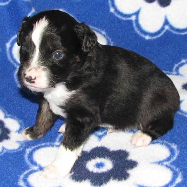 Duke