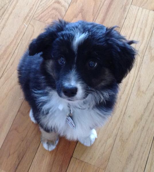 Duke