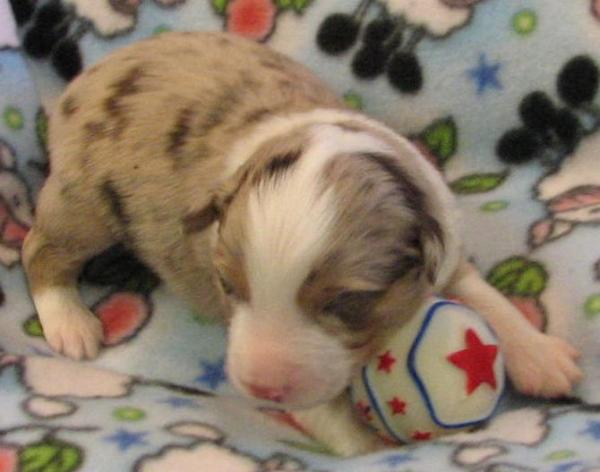 Teddy