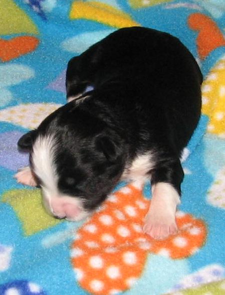 Penny