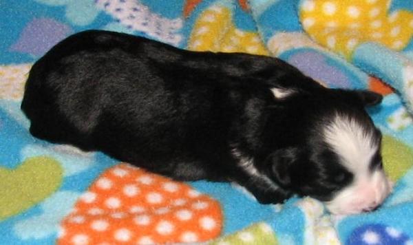 Penny