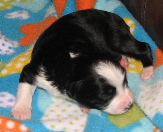 Penny
